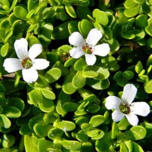 Bacopa400