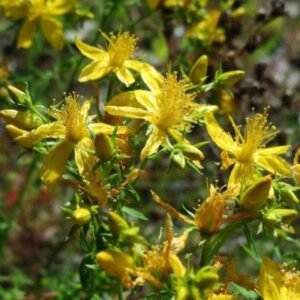 Herb_St.JohnsWort_400