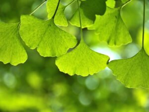 ginkgo