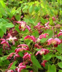 Elfenblume - Epimedium x rubrum